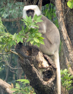 Semnopithecus hector, Tarai Gray Langur