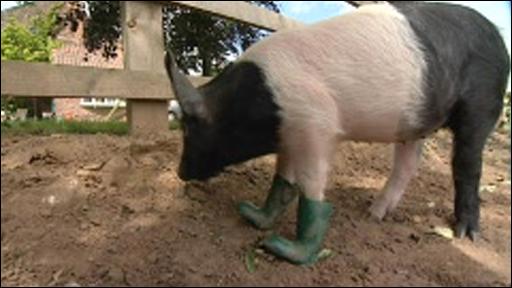 Pigs wear Boots Seen On www.coolpicturegallery.us