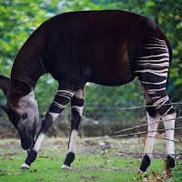 a photo of an okapi - a slender creature that looks halfway between a small horse and an antelope or muntjac deer, except that its body is dark brown with elegant and random-looking white, horizontal stripes on its legs. Its head is bent all the way down to look at its legs as if to say “Wow - those really are stripey!”