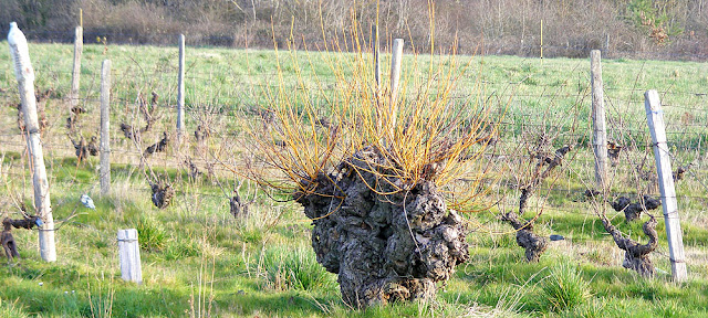 An old willow stump and vineyard.  Indre et Loire, France. Photographed by Susan Walter. Tour the Loire Valley with a classic car and a private guide.