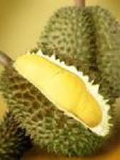Media Tanam Buah Durian