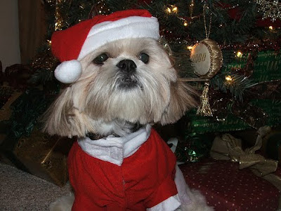 Santa Hat Seen On www.coolpicturegallery.us