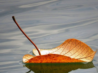 Leaf floating downstream