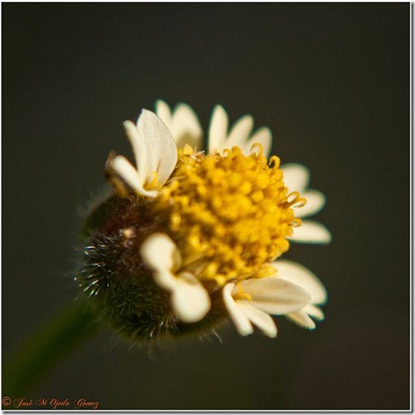 closeup9