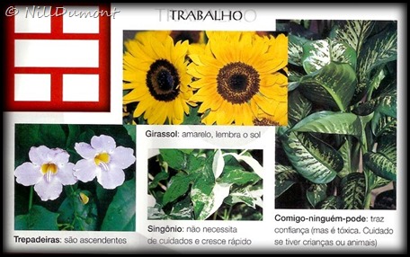 O-baguá-e-as-plantas-03