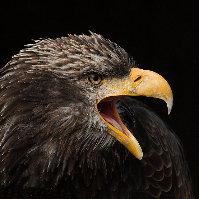 Bald Eagle Portrait