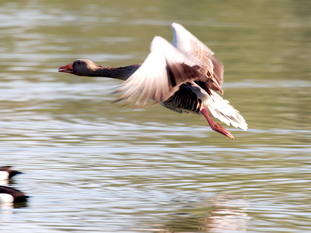 Graugans - Anser anser - Greylag Goose - Eine Graugans im Flug