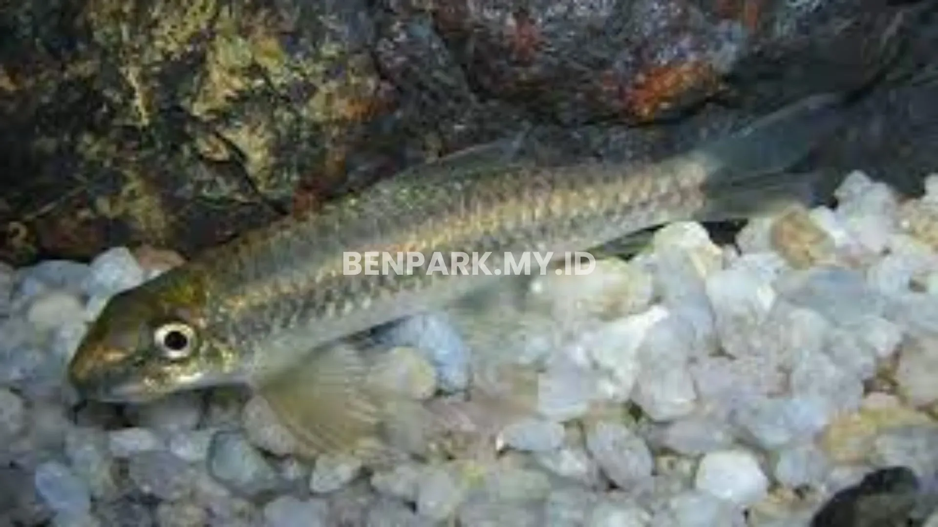 Ikan yang Ada di Kalimantan