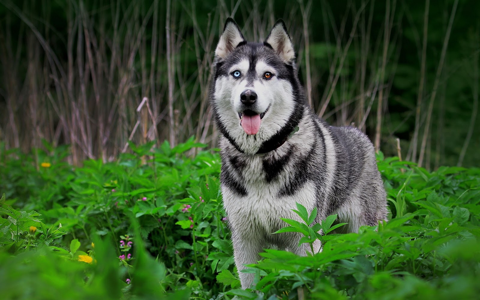 Gambar Perbedaan Antara Anjing Serigala  Secara Mendasar 