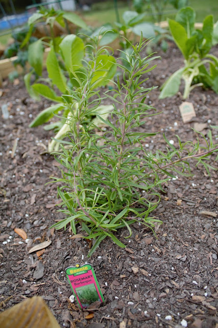 Raised Garden Bed // Pugs & Pearls Blog