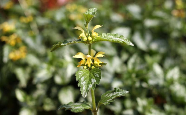 Yellow Archangel Flowers Pictures