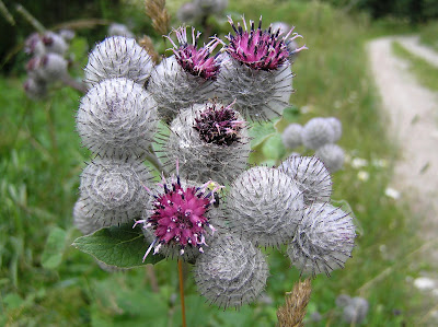 Burdock (Arctium tomentosum)