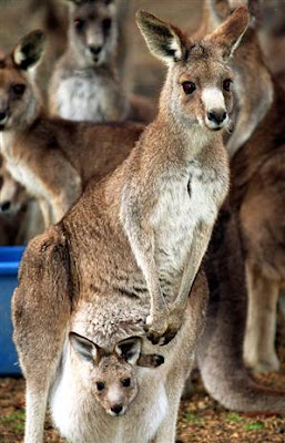 kangaroo