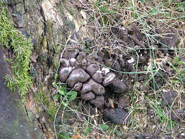 Xylaria polymorpha