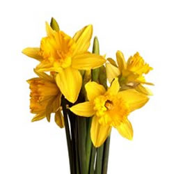  Cut daffodil narcissus care