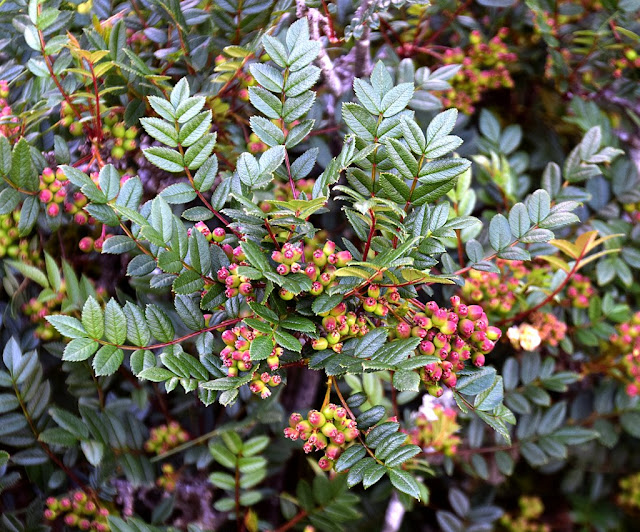 Рябина укороченная (Sorbus reducta)