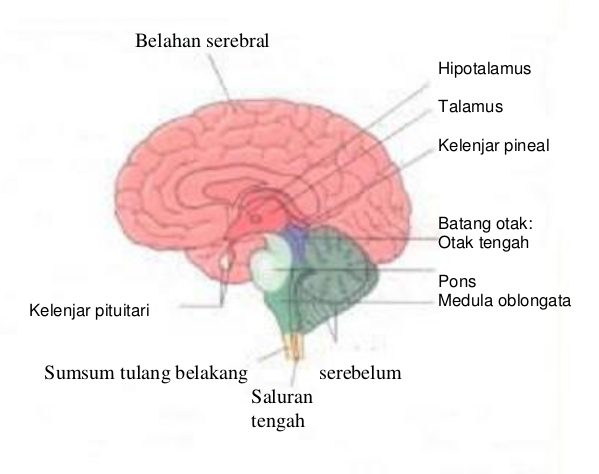 Otak dengan bagian-bagiannya