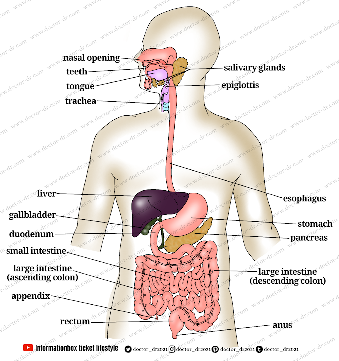 The Digestive System & Role of Liver by Doctor-dr