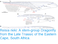 http://sciencythoughts.blogspot.co.uk/2017/09/reisia-rieki-stem-group-dragonfly-from.html