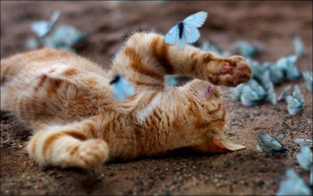 A cat playing with butterflies, cat and butterflies