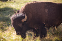 Shannon Hager Photography, Northwest Trek