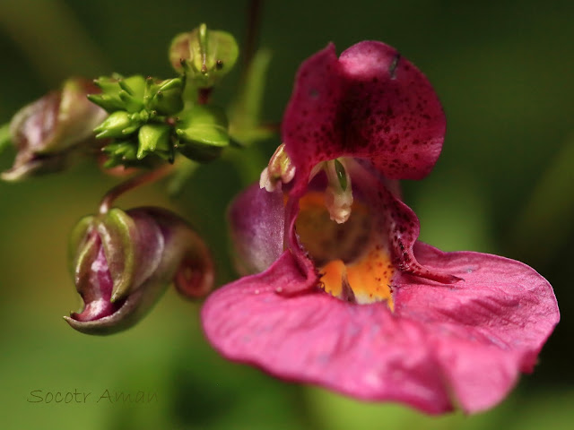 Impatiens textori