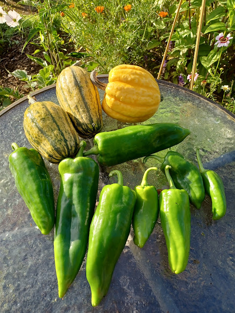 Peppers and squash