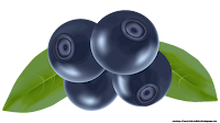 blueberry fruit clipart