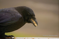 American crow stuffing up with peanuts – Charlottetown, PEI – Dec. 12, 2015 – by Matt Beardsley