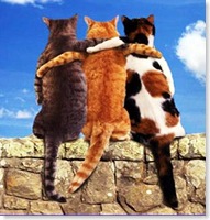 gatinhos amigos amigos