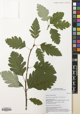 Хедлундия арранская / Рябина арранская (Hedlundia arranensis, =Sorbus arranensis)