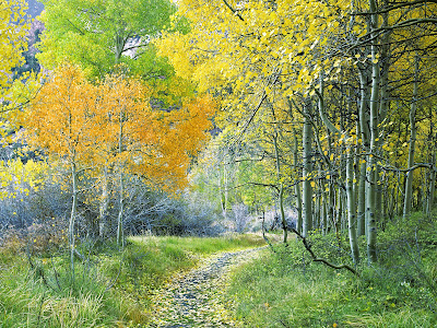 nature scenes wallpaper  - autumn