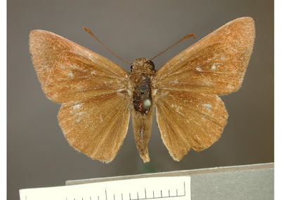 Mariposa saltarín tres puntos (Cymaenes tripunctata)