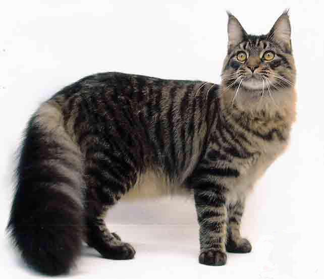 Maine Coons are one of the