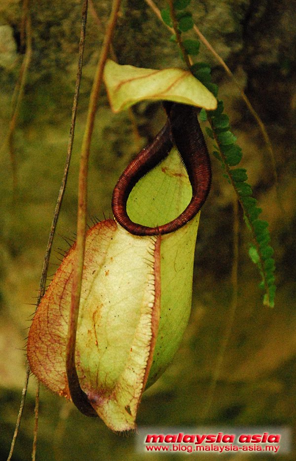 Nepenthes Pitcher Plant Sabah