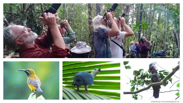 birding tour in Indonesia