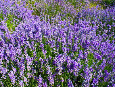 Reazioni allergiche sulla pelle