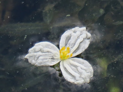 [10000ダウンロード済み√] オオカナダモ 花言葉 245152-オオカナダモ 花言葉