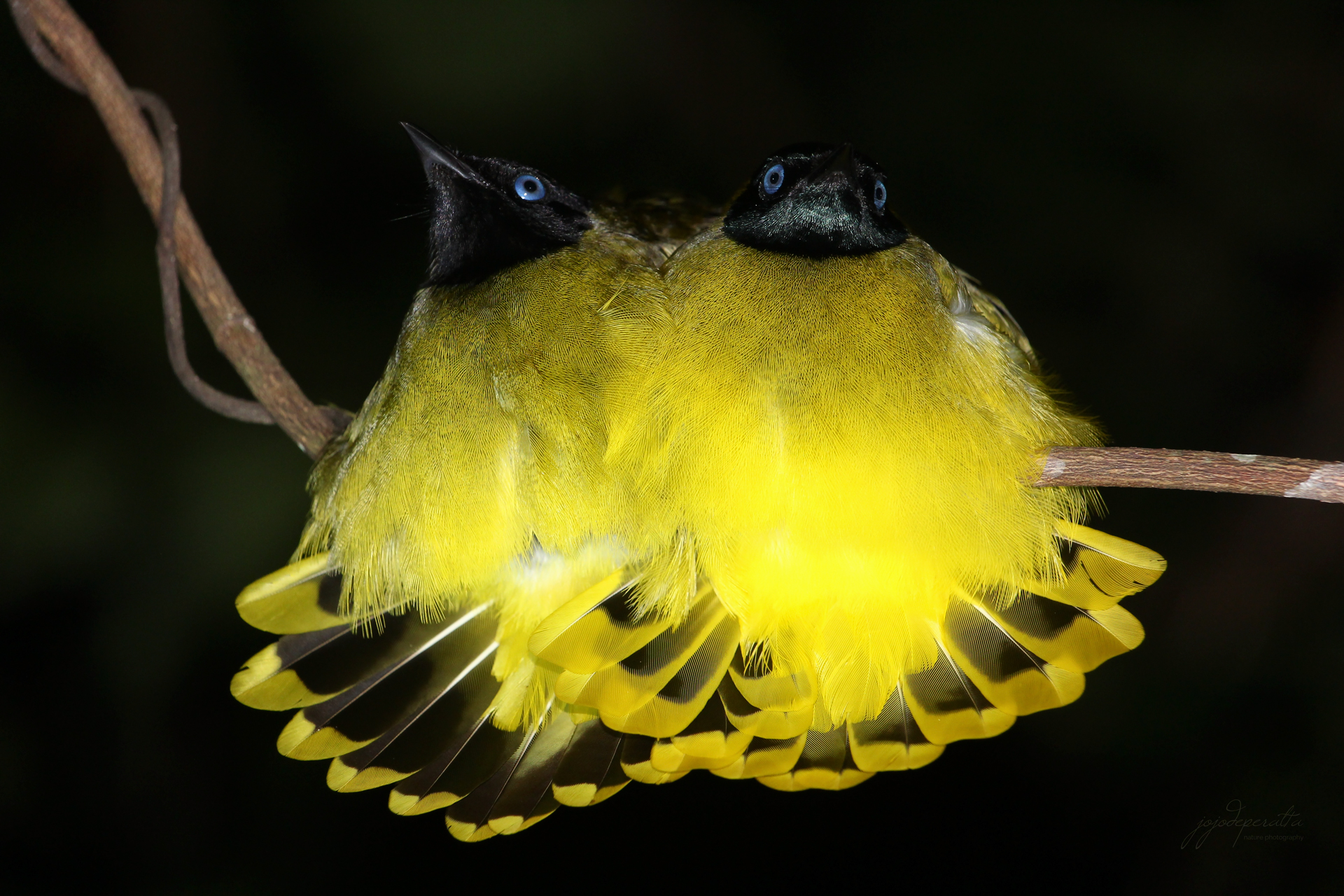 Black-headed Bulbul Pycnonotus atriceps atriceps photo by Jojo De Peralta in Palawan