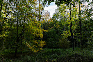 Waldfotografie Naturfotografie Weserbergland Olaf Kerber