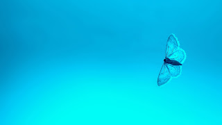 صورة فراشة زرقاء حلوه بجودة عالية 4K