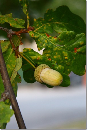 SCOIATTOLI E MOSTO-7