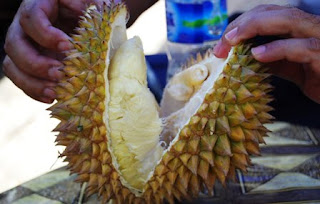 Wisata gunung buah durian di kecamatan lhoong Aceh Besar