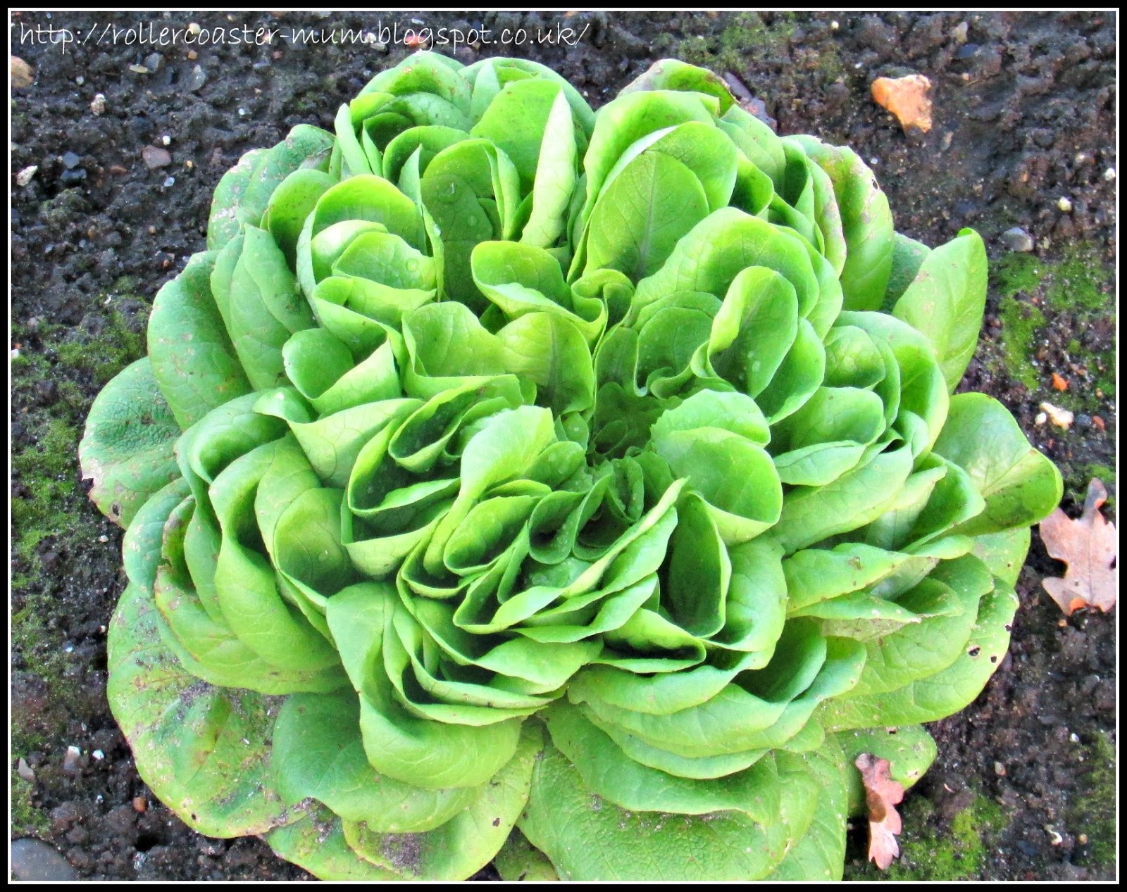 green winter lettuce RHS Wisley