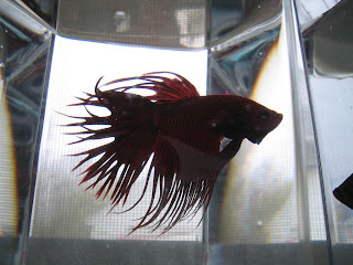 betta splenden