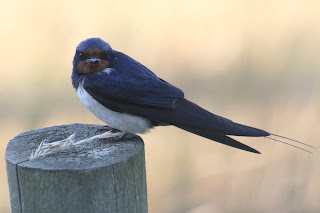 Adult Barn Swallow