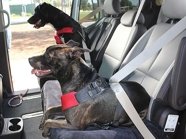 dog car harness