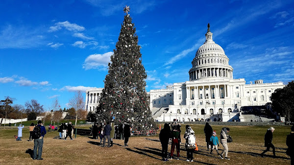 California State Capitol Museum Tree