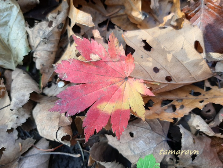 Клён ложнозибольдов (Acer pseudosieboldianum)