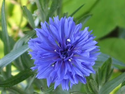Download Write Myself a Happy Ending: Color: Cornflower Blue